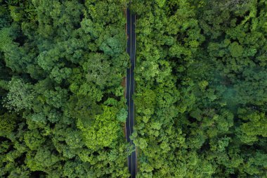 Hava aracı atışı dolambaçlı bir yol olduğunu gösteriyor. Hayati bir ulaşım atardamarı. Yoğun ve yemyeşil bir ormanı kesiyor. Görüntü insan gelişimi ve doğal ekosistemlerin kesişiminin altını çizerek, altyapının nasıl bütünleştiğini göstermektedir. 