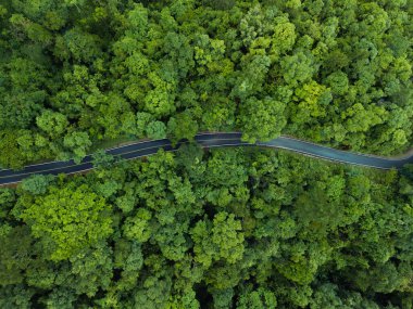 Hava aracı atışı dolambaçlı bir yol olduğunu gösteriyor. Hayati bir ulaşım atardamarı. Yoğun ve yemyeşil bir ormanı kesiyor. Görüntü insan gelişimi ve doğal ekosistemlerin kesişiminin altını çizerek, altyapının nasıl bütünleştiğini göstermektedir. 