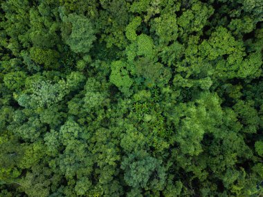 Tropikal orman. Resim, olgun ağaçların derin, koyu yeşilliklerinden açık yeşilliklere, taze yeşilliklere kadar çeşitli yeşil yaprakları gösteriyor. Bu perspektif orman ortamının karmaşık desenlerini ve sağlıklı durumunu vurguluyor.