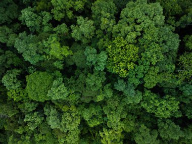 Tropikal orman. Resim, olgun ağaçların derin, koyu yeşilliklerinden açık yeşilliklere, taze yeşilliklere kadar çeşitli yeşil yaprakları gösteriyor. Bu perspektif orman ortamının karmaşık desenlerini ve sağlıklı durumunu vurguluyor.