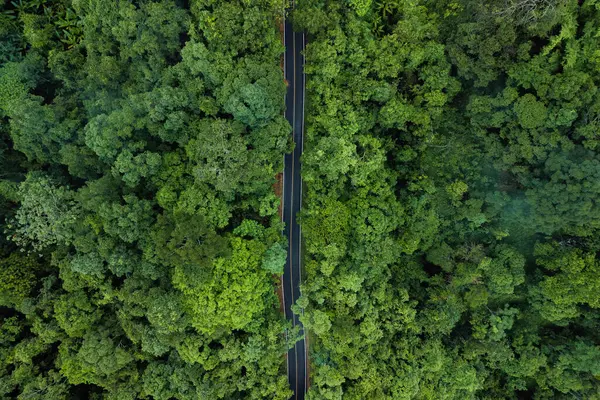 Hava aracı atışı dolambaçlı bir yol olduğunu gösteriyor. Hayati bir ulaşım atardamarı. Yoğun ve yemyeşil bir ormanı kesiyor. Görüntü insan gelişimi ve doğal ekosistemlerin kesişiminin altını çizerek, altyapının nasıl bütünleştiğini göstermektedir. 