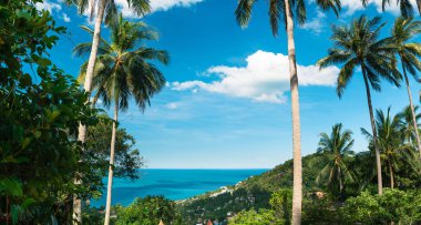 Tropikal bir adanın canlı görüntüsü, yüksek, görkemli palmiye ağaçlarının gölgesinden görülebiliyor. Sonsuz gök mavisi denizine bakıyor.