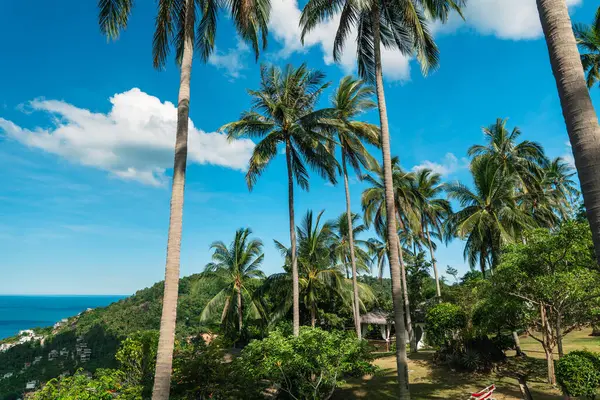 Tropikal bir adanın canlı görüntüsü, yüksek, görkemli palmiye ağaçlarının gölgesinden görülebiliyor. Sonsuz gök mavisi denizine bakıyor.