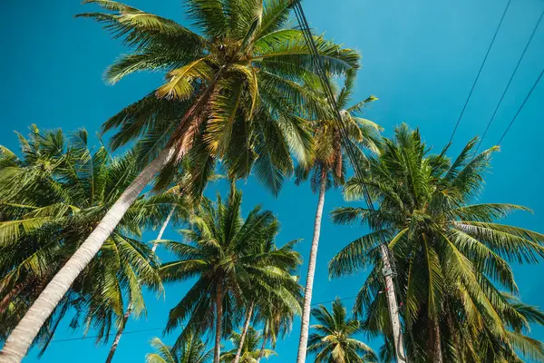 Güneşli bir günde parlak bir mavi gökyüzüne doğru yükselen palmiye ağaçlarının alçak açılı çekimi mükemmel bir yaz atmosferini gösteriyor. Tatil, sahil, tropikal ve seyahat temaları için ideal.