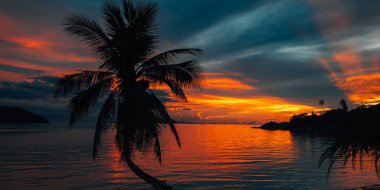 El değmemiş beyaz kumsalda dimdik duran palmiye ağaçları. Arka planda, sakin mavi deniz suları uzanıyor.