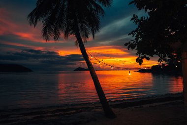 El değmemiş beyaz kumsalda dimdik duran palmiye ağaçları. Arka planda, sakin mavi deniz suları uzanıyor.