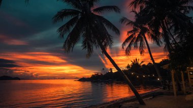El değmemiş beyaz kumsalda dimdik duran palmiye ağaçları. Arka planda, sakin mavi deniz suları uzanıyor.