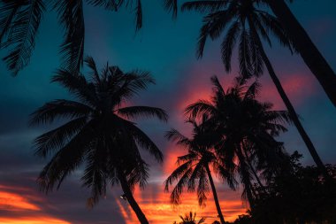 El değmemiş beyaz kumsalda dimdik duran palmiye ağaçları. Arka planda, sakin mavi deniz suları uzanıyor.