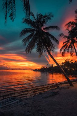 El değmemiş beyaz kumsalda dimdik duran palmiye ağaçları. Arka planda, sakin mavi deniz suları uzanıyor.