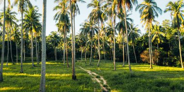 Koh Phangan, Tayland 'da, büyük bir hindistan cevizi koruluğunun ortasında altın saat boyunca dikilen bir insanın hava görüntüsü.
