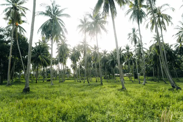Tropikal bir adada yemyeşil hindistan cevizi ormanının güzel geniş manzarası. Uzun hindistan cevizi ağaçları açık bir gökyüzüne karşı sıra sıra dizilir