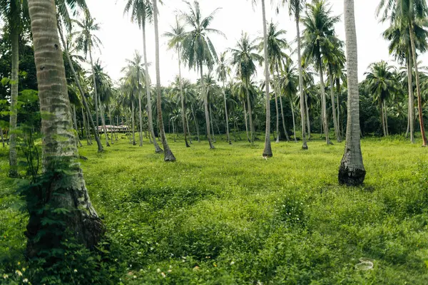 Tropikal bir adada yemyeşil hindistan cevizi ormanının güzel geniş manzarası. Uzun hindistan cevizi ağaçları açık bir gökyüzüne karşı sıra sıra dizilir