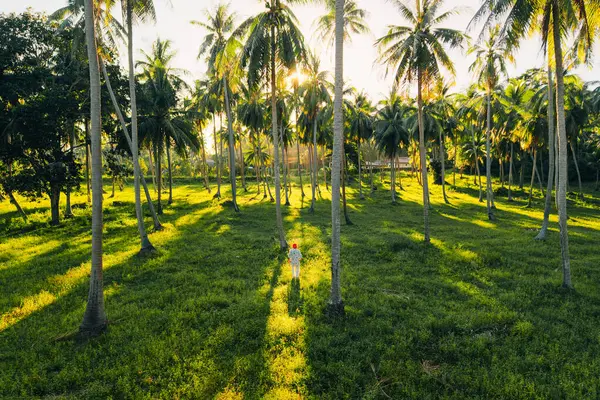 Koh Phangan, Tayland 'da, büyük bir hindistan cevizi koruluğunun ortasında altın saat boyunca dikilen bir insanın hava görüntüsü.