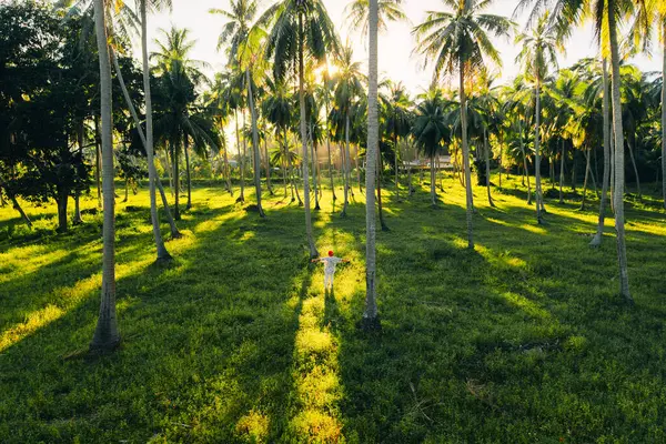 Koh Phangan, Tayland 'da, büyük bir hindistan cevizi koruluğunun ortasında altın saat boyunca dikilen bir insanın hava görüntüsü.
