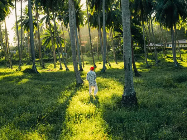 Koh Phangan, Tayland 'da, büyük bir hindistan cevizi koruluğunun ortasında altın saat boyunca dikilen bir insanın hava görüntüsü.