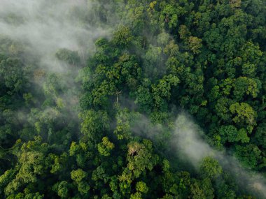Puslu Tropikal Orman Tepesi Görünümü: Soyut Doğa Dokusu