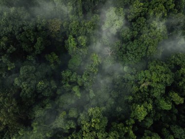 Puslu Tropikal Orman Tepesi Görünümü: Soyut Doğa Dokusu