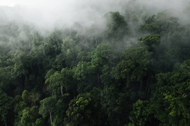 Ethereal Green Forest Canopy: Misty Tropical Jungle 'ın Hava Görüntüsü