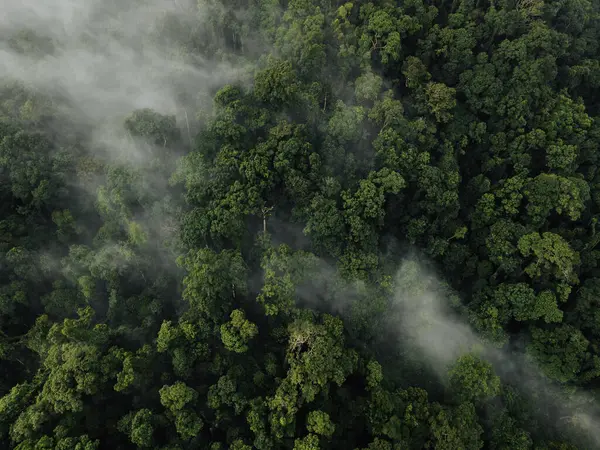 Puslu Tropikal Orman Tepesi Görünümü: Soyut Doğa Dokusu