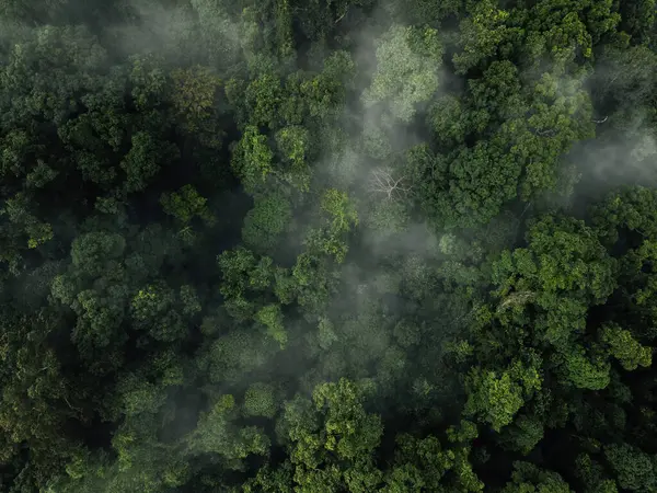 Puslu Tropikal Orman Tepesi Görünümü: Soyut Doğa Dokusu