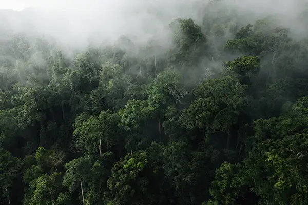 Ethereal Green Forest Canopy: Misty Tropical Jungle 'ın Hava Görüntüsü