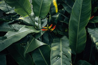 Tropik yeşil yapraklar, koyu yeşil yapraklar ve çalılar, taze ve yağmurlu, doğa arka planı