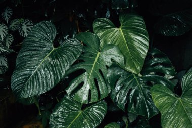 Tropik yeşil yapraklar, koyu yeşil yapraklar ve çalılar, taze ve yağmurlu, doğa arka planı