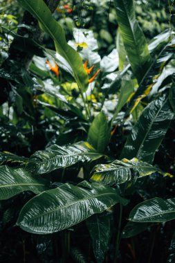 Tropik yeşil yapraklar, koyu yeşil yapraklar ve çalılar, taze ve yağmurlu, doğa arka planı
