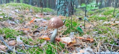 Ormanda yeşil çimlerde büyüyen Boletus. Mantar mantarı ormanda yosunlarda yetişir. Orman ve orman. Yenilebilir mantar. Sağlıklı ve lezzetlidir. Mantar topluyorum. Boletus mantarının sonbahar hasadı