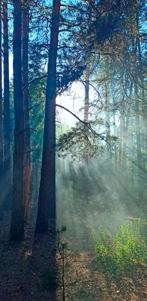 Rays of light break through dense foliage in forest. Sunbeams in dense forest. rays of sun between pines in forest. Fog in wood. first rays of sun at dawn in wood