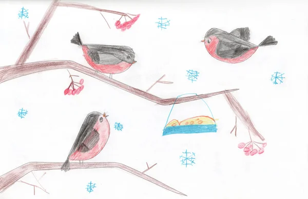 Children drawing of winter birds sitting on tree branches. Child drawing of red-breasted bullfinch on tree. Winter birds.Drawing of child of bullfinchs feeding in feeder on tree. Beautiful bullfinches