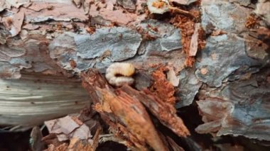 Larva ağaç, çam kabuğu altında yaşıyor. Ortak mobilya böceği. Böcek haşere
