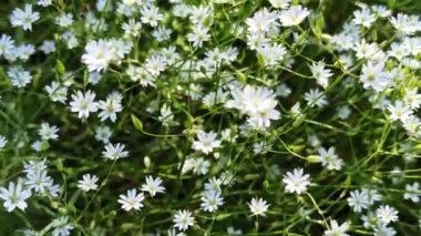 summer green grass texture with white small flowers. flowers in field on green grass. Small white daisy like flowers bloom in field. White flowers flutter in wind. wind blowing on grass. chamomile