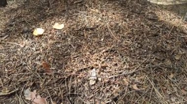 Tahta karınca yuvası. Karıncalar çok sayıda ve seçici bir şekilde hareket ederler. Karınca kolonisi olan büyük bir karınca yuvası. Böcekler arasında vahşi yaşam. Orman böcekleri. Karınca yuvası deliklerinde yaygara yapan karıncalar