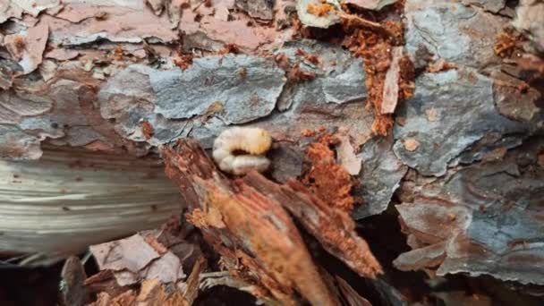 Larve Van Woodworm Leeft Onder Schors Van Pijnboom Gemeenschappelijke Meubilair — Stockvideo