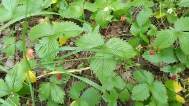 野生森林中的红色和绿色草莓 开着白花 野生草莓灌木在森林 成熟的森林浆果 新鲜的野草莓 — 图库视频影像