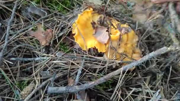 Setas Chanterelle Bosque Chanterelles Amarillos Creciendo Madera Claro Del Bosque — Vídeo de stock