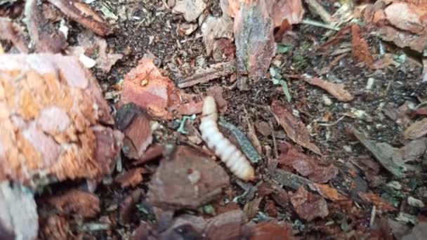 Larva Lombriz Vive Bajo Corteza Pino Escarabajo Muebles Comunes Plaga — Vídeos de Stock