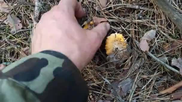 仙人掌在森林里的蘑菇 生长在木头中的黄花 森林林荫 长满了枝条 人类的手在干燥的松针和苔藓下面找到了一个香菇 — 图库视频影像