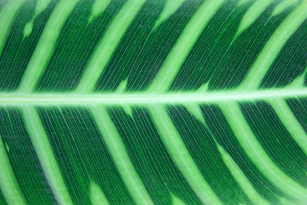 熱帯の葉の質感 大きなヤシの葉の性質濃い緑色の背景 植物の葉の上に光と暗い縞模様からテクスチャ 自然なテクスチャー — ストック写真