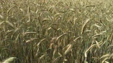 Mısır gevreği yetiştirilen yaz tarlası. Kırsal kesimde tarım tesisleri. Tarım ürünleri. Ekinlerin yetiştiği tarla. Doğal gıda malzemeleri.