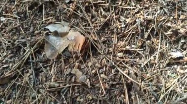 Ormandaki büyük karınca tepesinde fırtınalı bir hayat. Karınca kolonisi olan büyük bir karınca yuvası. Böcekler arasında vahşi yaşam. Orman böcekleri. Karınca yuvalarının etrafında karıncalar uçuşuyor. orman yaşamı