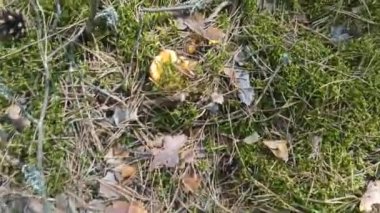 İnsan eli kuru çam iğneleri ve yosun tabakasının altında chanterelle mantarı bulur. Sarı Chanterelleler ağaçta yetişiyor. Orman kantarellerle dolu. Mantar arayışında. Ormanda hasat.