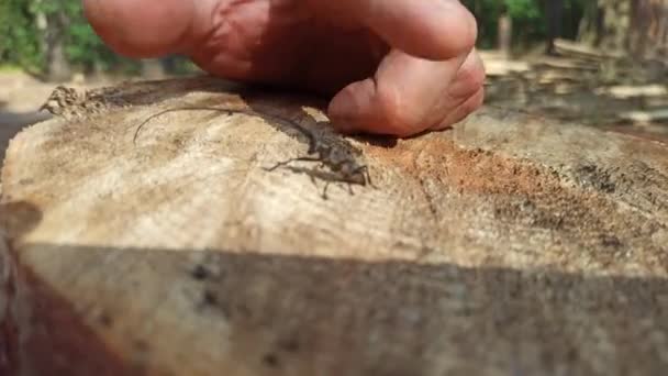 木製の表面に立っているロングホーン甲虫 長いひげで昆虫 セランビシダ 黒の長い角のバグ ロニコルンズ昆虫 森の中のビートル ルンバーマン 森の中に住むビートルの木こり — ストック動画