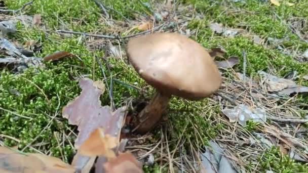 Mushroomer Coupe Beau Bolet Champignon Chapeau Orange Avec Gros Chapeau — Video
