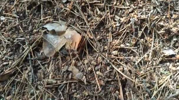 森林中的大蚂蚁山上的暴风雨般的生活 大蚁群的蚁群 昆虫中的野生动物森林昆虫 蚂蚁在蚁丘的孔里乱飞 森林生活 — 图库视频影像