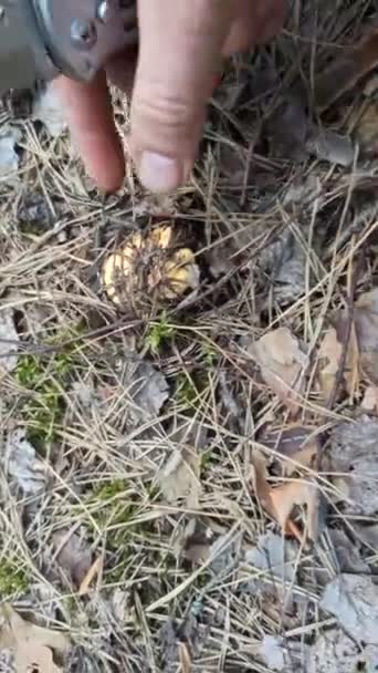 人类的手在干松针和苔藓下面发现了香菇 生长在木头中的黄花 森林林荫 长满了枝条 在寻找蘑菇 森林采伐 — 图库视频影像