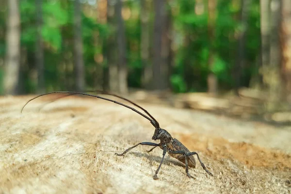 Uzun Boynuzlu Böcek Tahta Yüzeyde Duruyor Uzun Bıyıklı Böcek Cerambycida — Stok fotoğraf