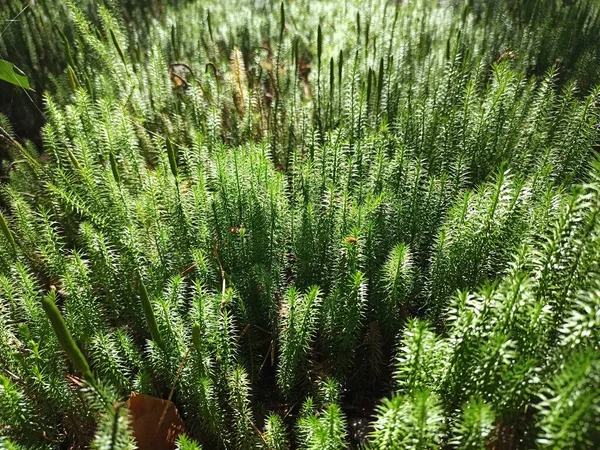 Sűrű Növényzet Erdőben Sűrű Erdőkben Sűrűsödik Cipruslevelű Plátmoha Közelkép Hipnum — Stock Fotó