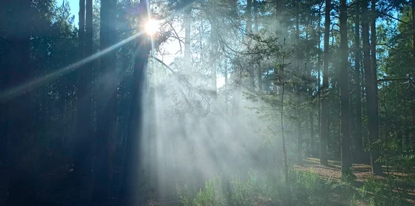 Feixe Luz Brilhante Força Seu Caminho Através Árvores Densas Floresta — Fotografia de Stock